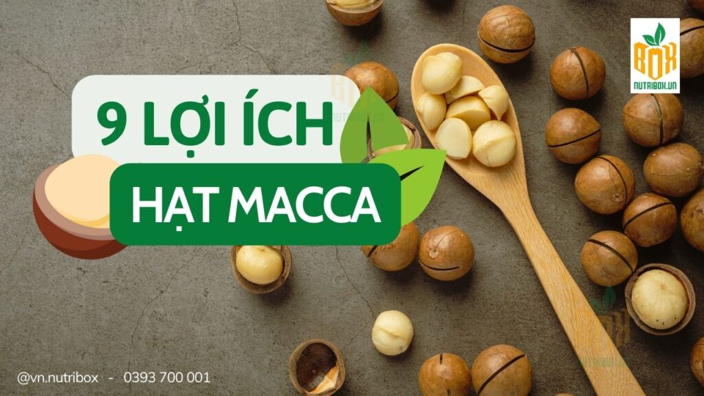 9 Lợi Ích Bất Ngờ Khi Ăn Hạt Macca - "Nữ Hoàng Hạt Dinh Dưỡng"